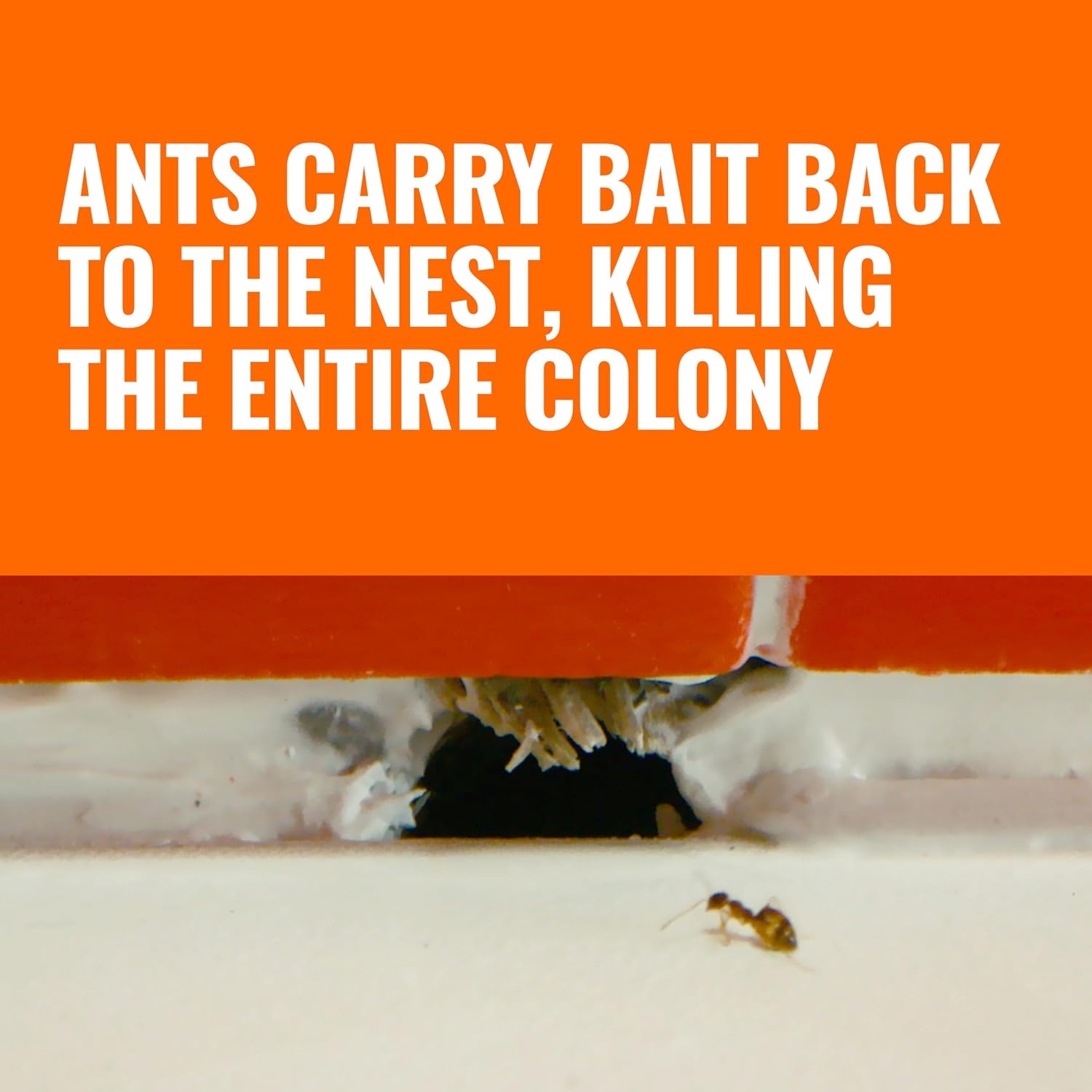 image:imageTERRO Liquid Ant Killer Bait Stations 18Count Indoor Ant Traps T3003SR12 Bait Stations