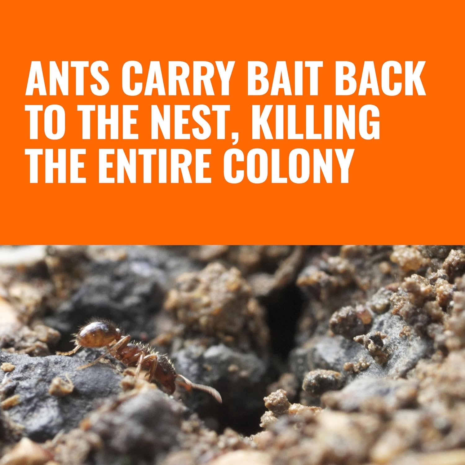 image:imageTERRO Outdoor Liquid Ant Bait Stakes 12Pack ReadytoUse Ant Killer TrapNew Packaging 12 Bait Stations