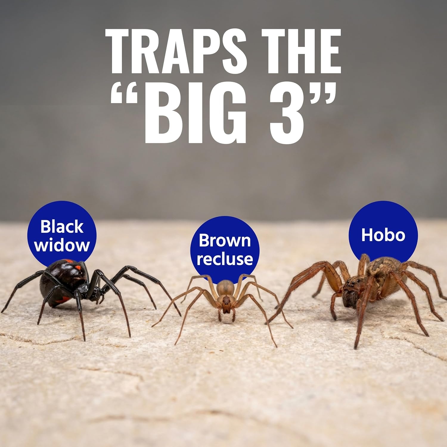 image:imageTERRO Spider amp Insect Trap 10Pack Sticky Glue Traps1 Pack