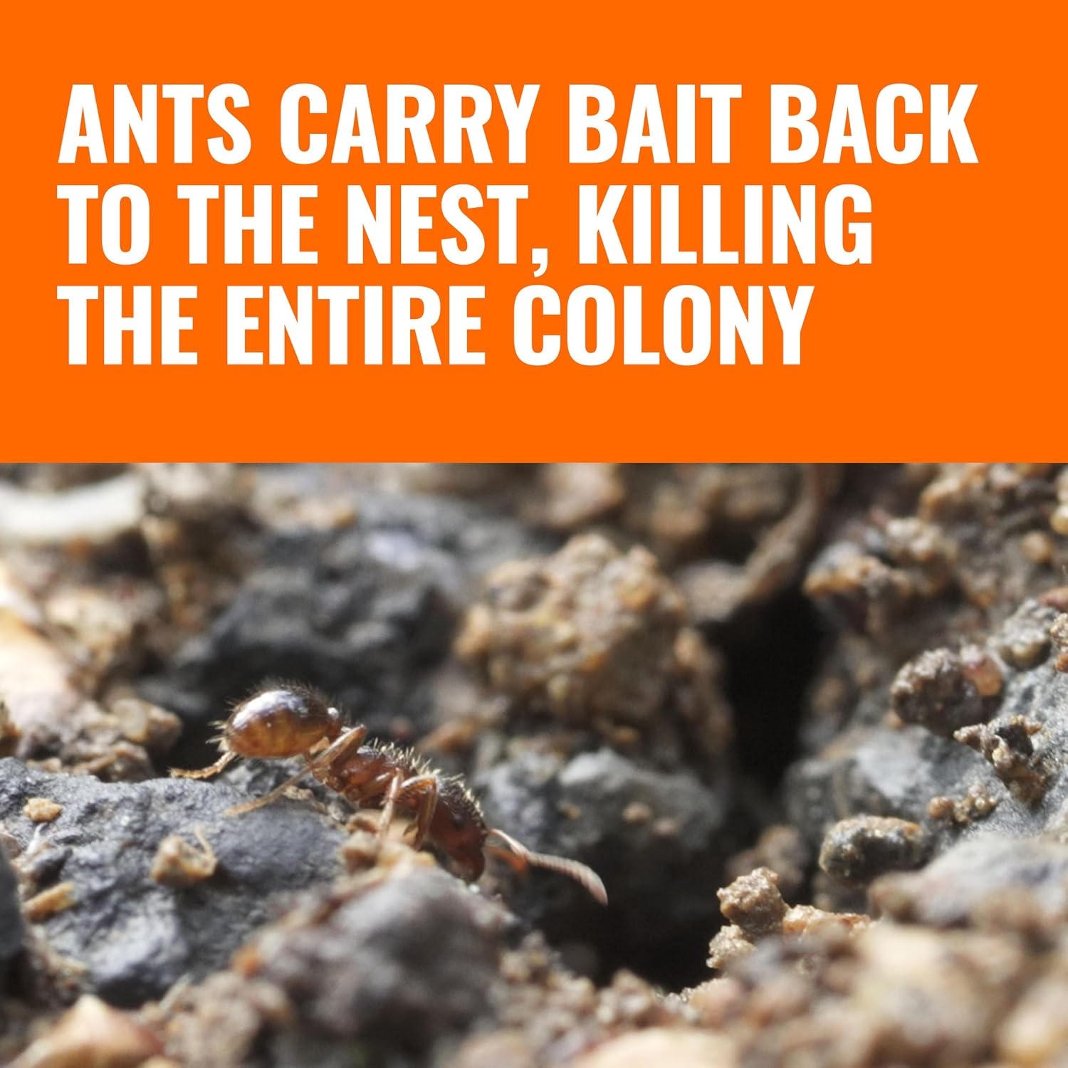 image:imageTERRO T18046 Outdoor ReadytoUse Liquid Ant Bait Killer and Trap Kills Common Household Ants 4 Bait Stations4 Ant Baits